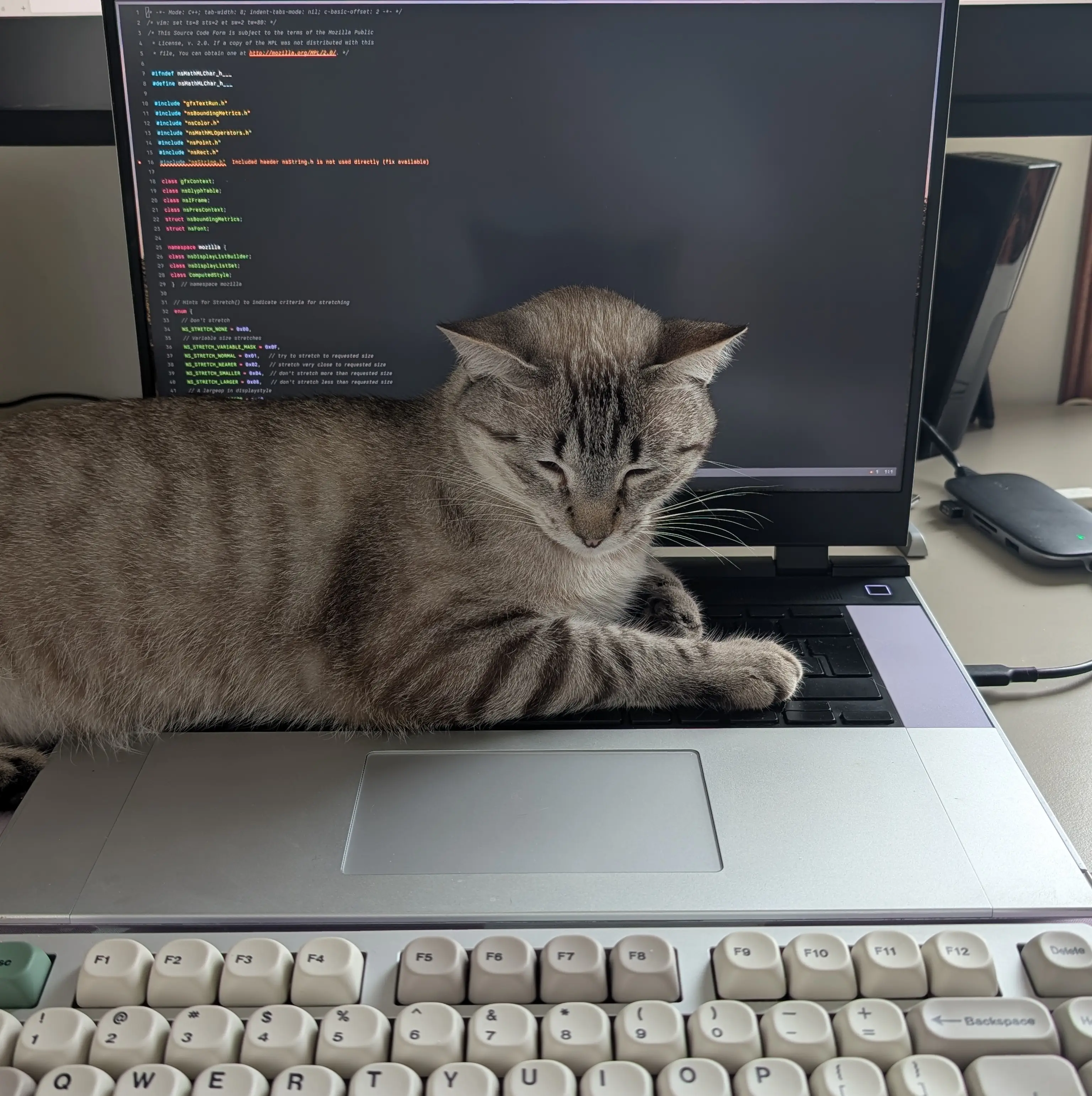 Churuleto sleeping on the keyboard