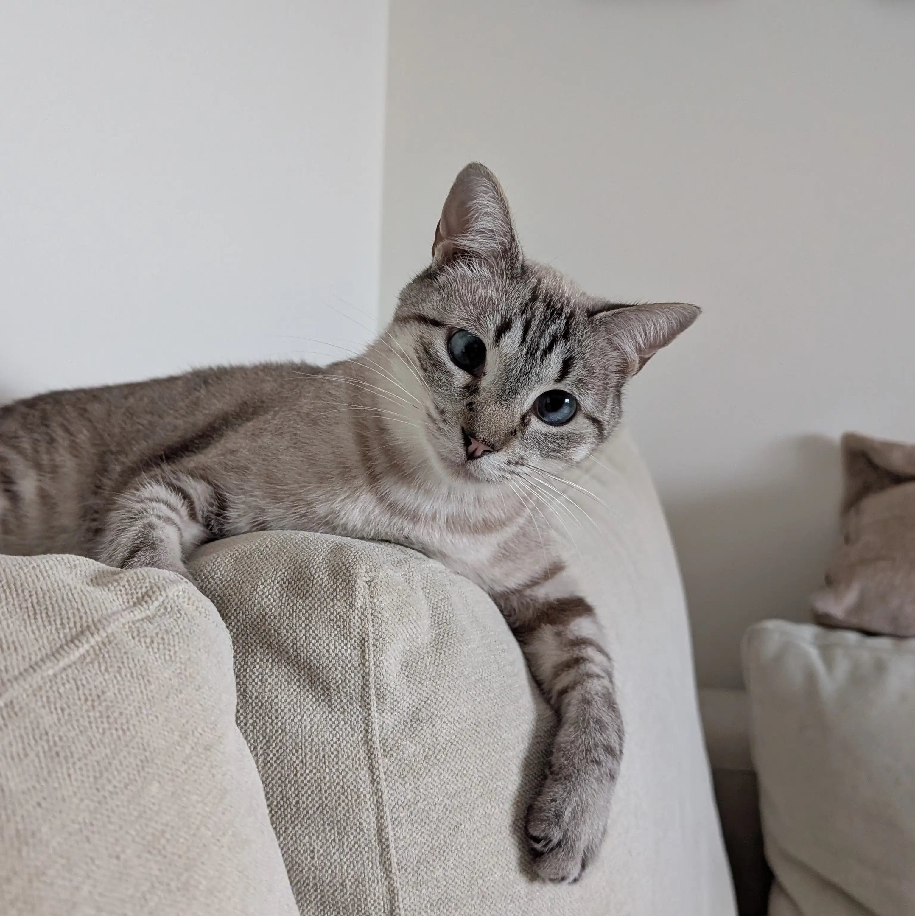 Churuleto on top of the sofa hugging the pillows