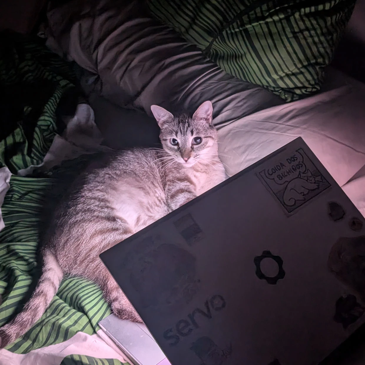 photo of Churuleto, my cat